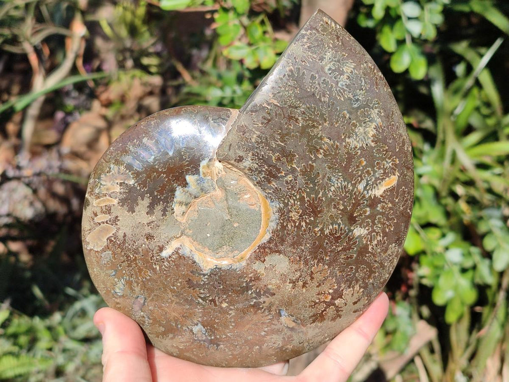 Polished Cleoniceras Ammonite Fossil Decorative Bowl x 1 From Tulear, Madagascar