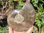 Polished Cleoniceras Ammonite Fossil Decorative Bowl x 1 From Tulear, Madagascar