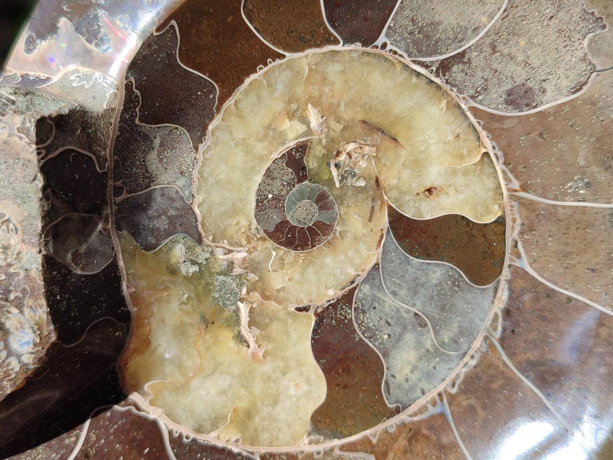 Polished Cleoniceras Ammonite Fossil Decorative Bowl x 1 From Tulear, Madagascar