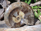 Polished Cleoniceras Ammonite Fossil Decorative Bowl x 1 From Tulear, Madagascar