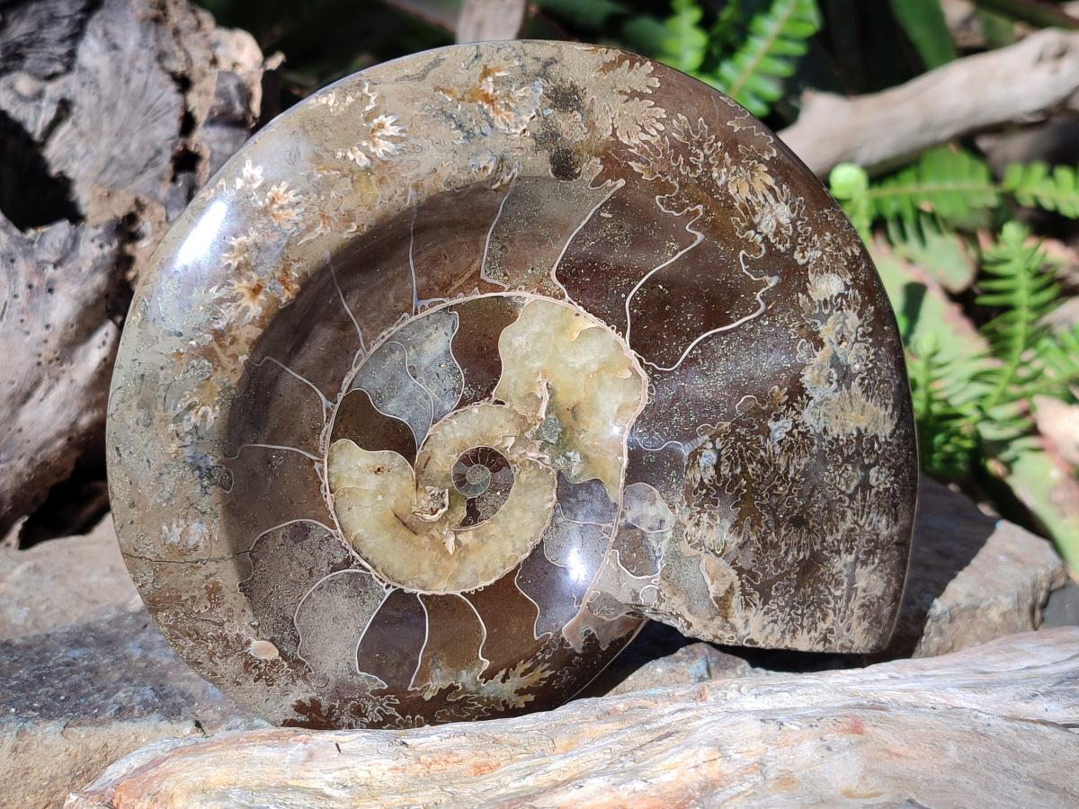 Polished Cleoniceras Ammonite Fossil Decorative Bowl x 1 From Tulear, Madagascar