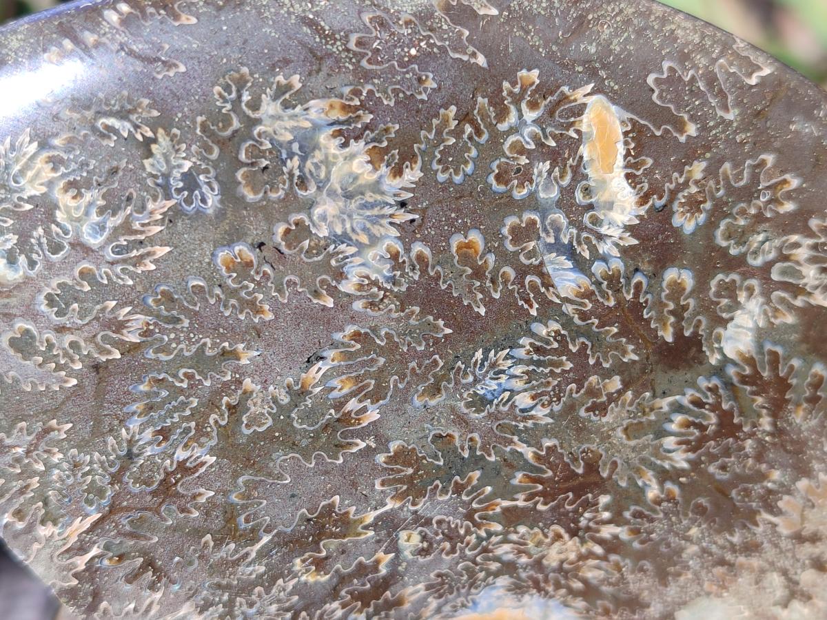 Polished Cleoniceras Ammonite Fossil Decorative Bowl x 1 From Tulear, Madagascar