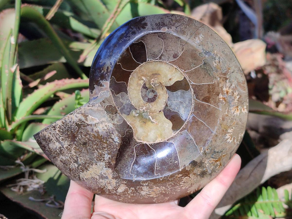 Polished Cleoniceras Ammonite Fossil Decorative Bowl x 1 From Tulear, Madagascar