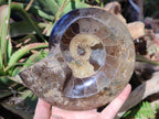 Polished Cleoniceras Ammonite Fossil Decorative Bowl x 1 From Tulear, Madagascar