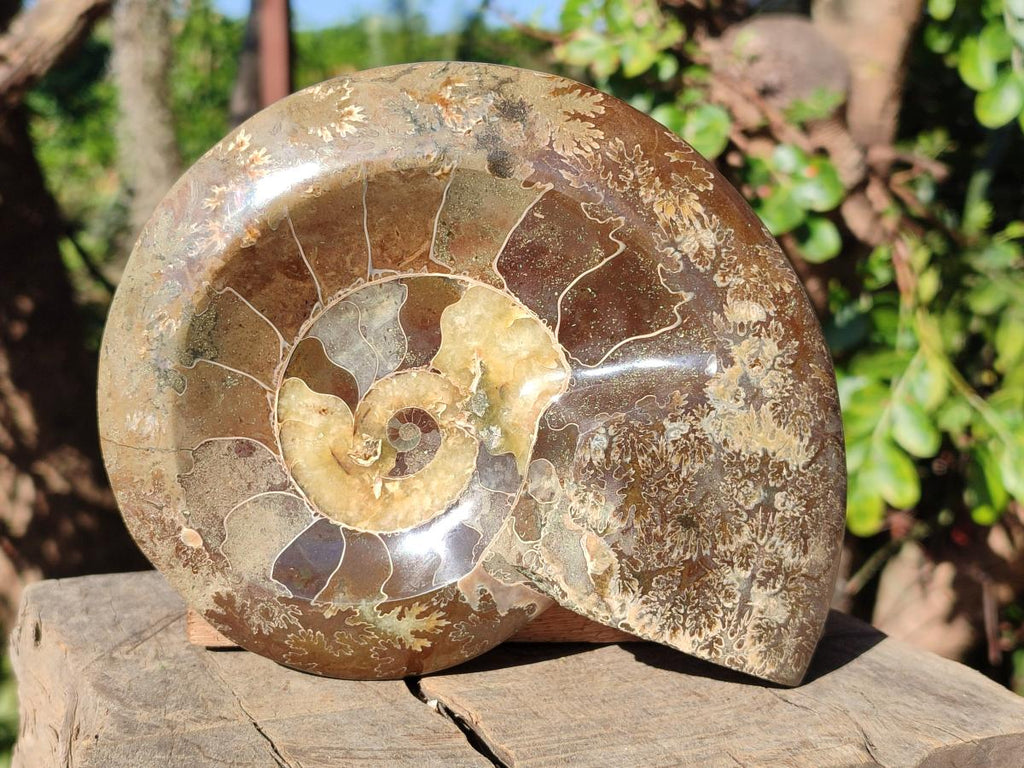 Polished Cleoniceras Ammonite Fossil Decorative Bowl x 1 From Tulear, Madagascar