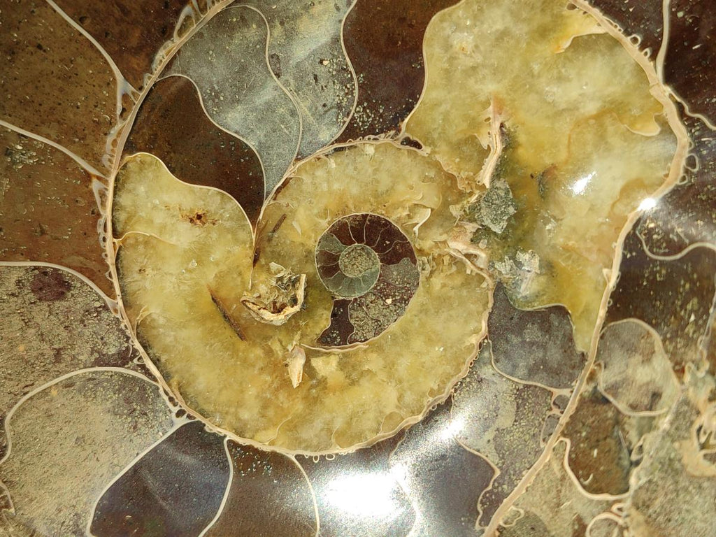 Polished Cleoniceras Ammonite Fossil Decorative Bowl x 1 From Tulear, Madagascar