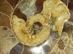 Polished Cleoniceras Ammonite Fossil Decorative Bowl x 1 From Tulear, Madagascar