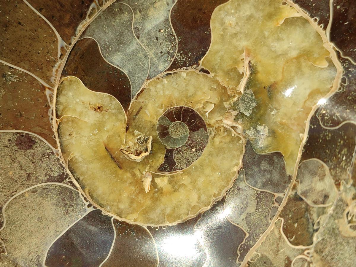 Polished Cleoniceras Ammonite Fossil Decorative Bowl x 1 From Tulear, Madagascar