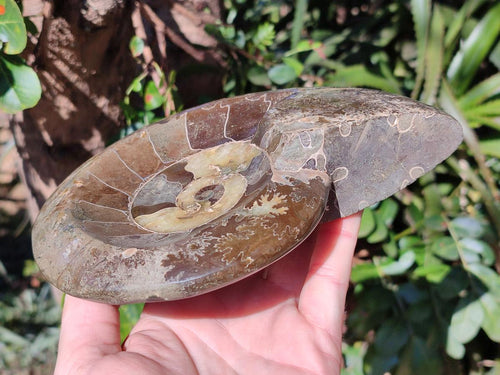 Polished Cleoniceras Ammonite Fossil Decorative Bowl x 1 From Tulear, Madagascar