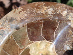 Polished Cleoniceras Ammonite Fossil Decorative Bowl x 1 From Tulear, Madagascar