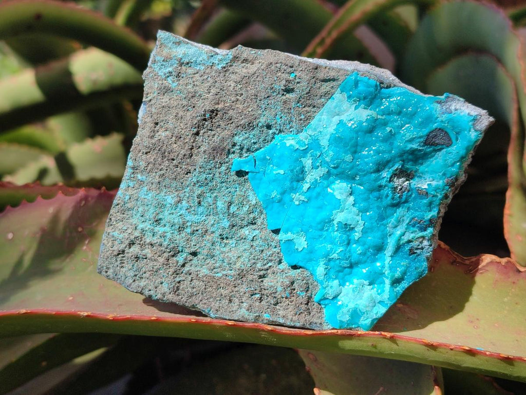 Natural Botryoidal Chrysocolla Specimens x 3 From Kulukuluku, Congo