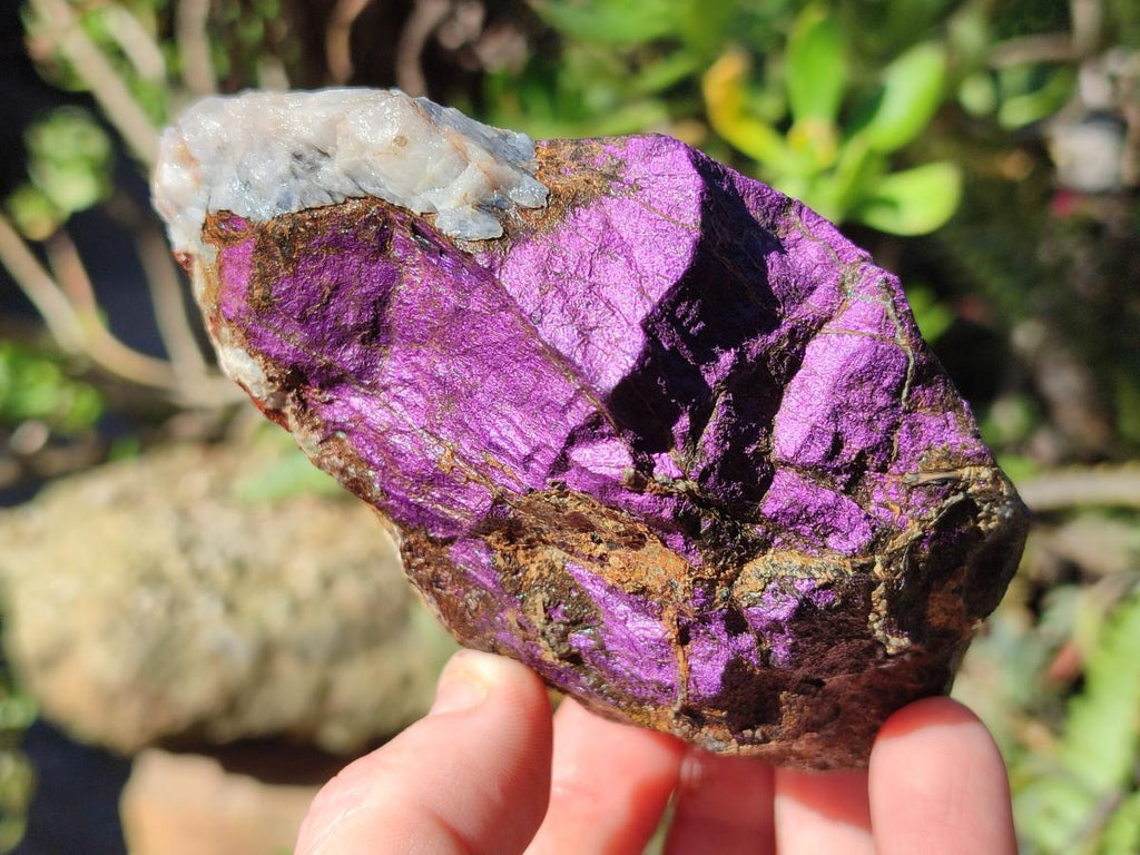 Natural Metallic Cobbed Purpurite Specimens x 12 From Erongo, Namibia
