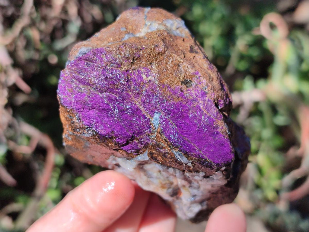 Natural Metallic Cobbed Purpurite Specimens x 12 From Erongo, Namibia