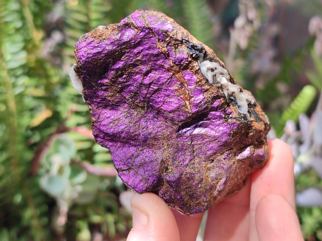 Natural Metallic Cobbed Purpurite Specimens x 12 From Erongo, Namibia