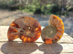 Polished and Natural Cleoniceras Ammonite Fossil Pairs x 18 pairs From Tulear, Madagascar
