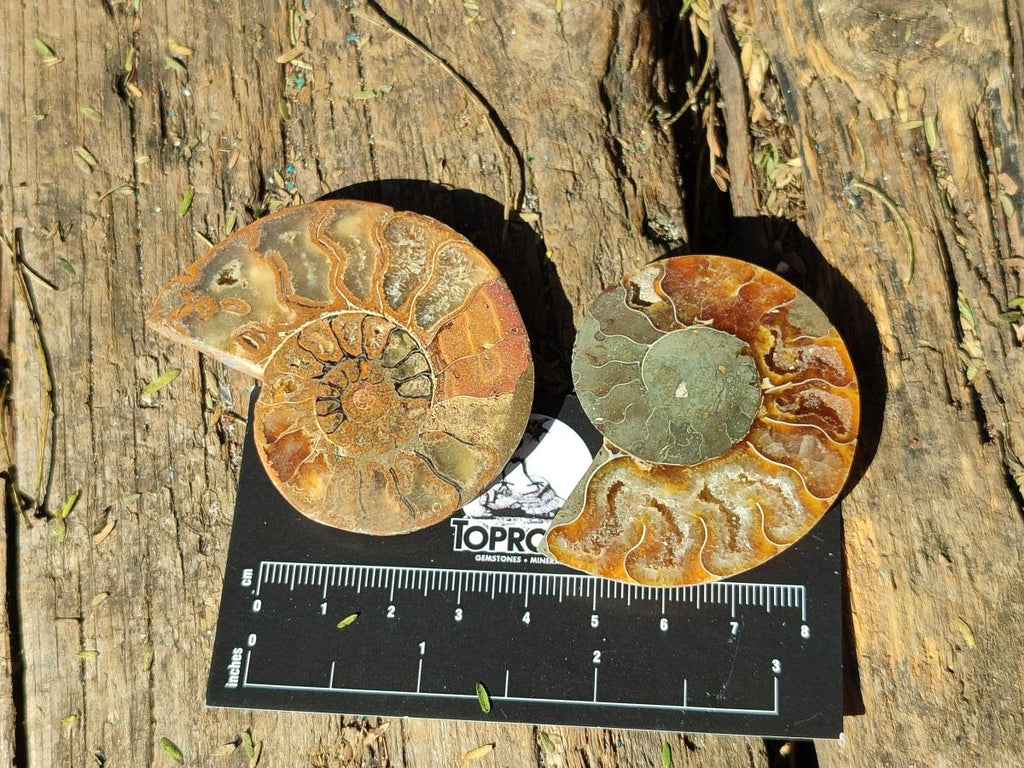 Polished and Natural Cleoniceras Ammonite Fossil Pairs x 18 pairs From Tulear, Madagascar