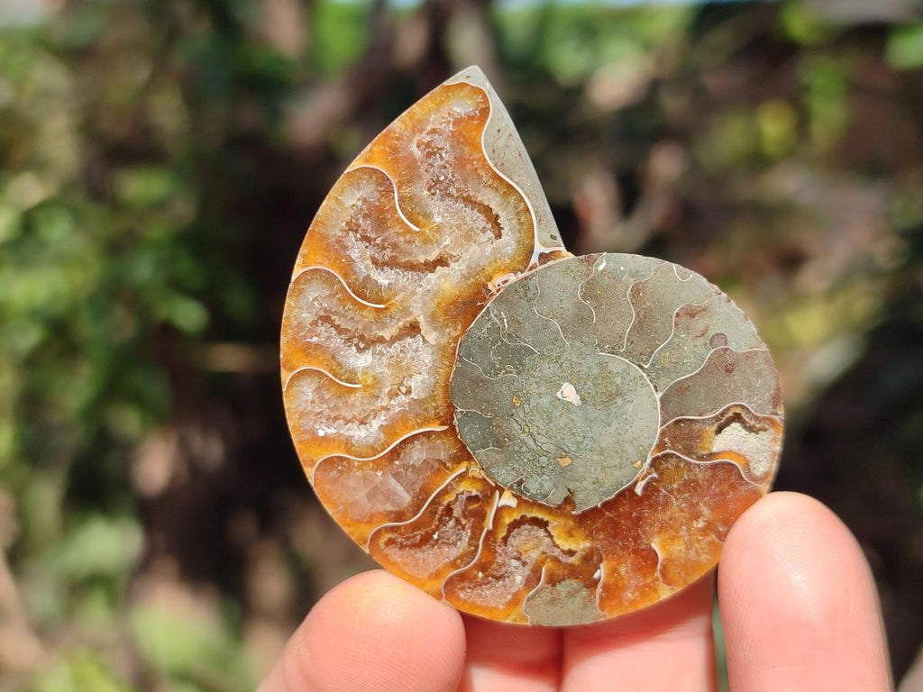 Polished and Natural Cleoniceras Ammonite Fossil Pairs x 18 pairs From Tulear, Madagascar