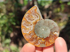 Polished and Natural Cleoniceras Ammonite Fossil Pairs x 18 pairs From Tulear, Madagascar