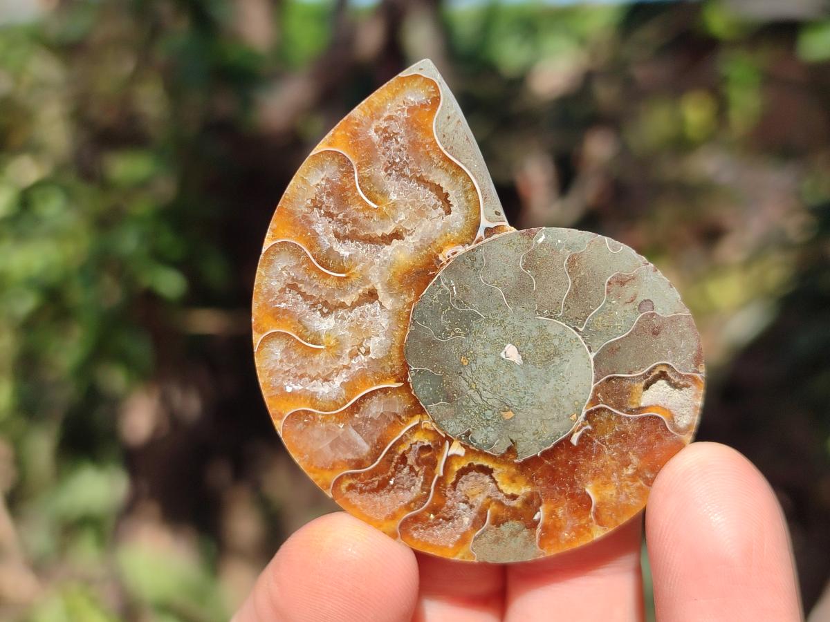 Polished and Natural Cleoniceras Ammonite Fossil Pairs x 18 pairs From Tulear, Madagascar