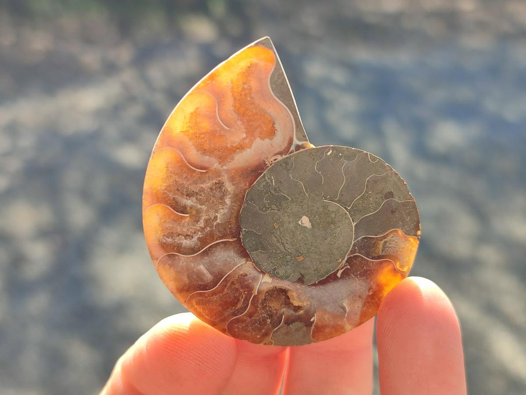 Polished and Natural Cleoniceras Ammonite Fossil Pairs x 18 pairs From Tulear, Madagascar