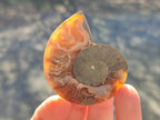 Polished and Natural Cleoniceras Ammonite Fossil Pairs x 18 pairs From Tulear, Madagascar