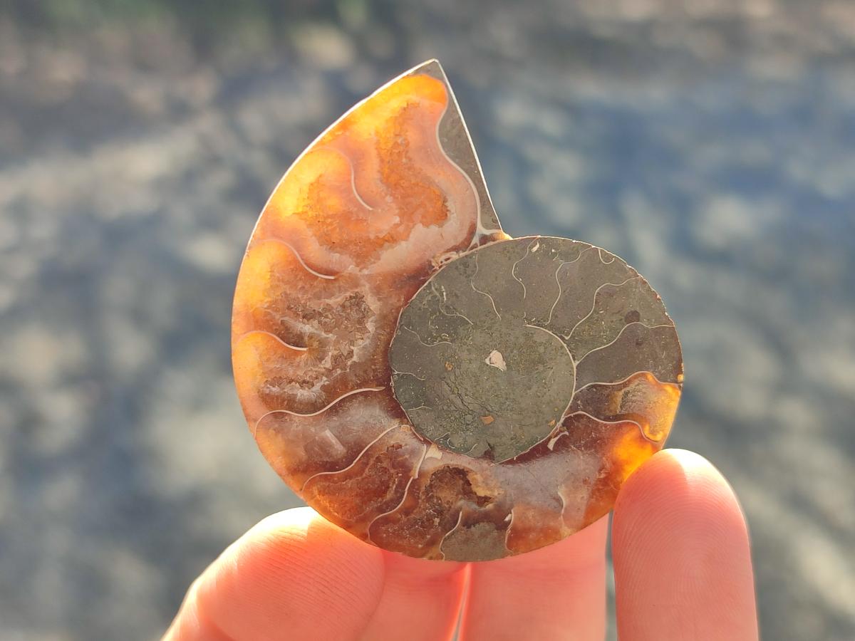 Polished and Natural Cleoniceras Ammonite Fossil Pairs x 18 pairs From Tulear, Madagascar