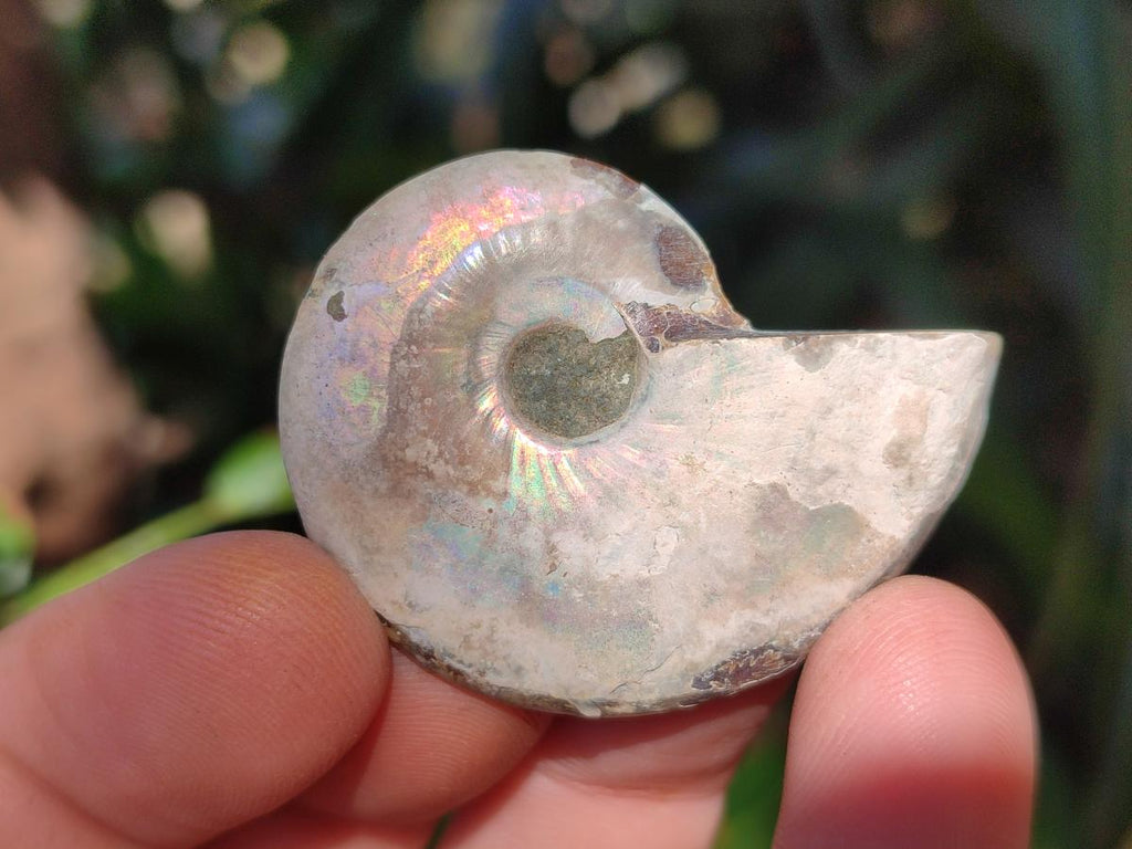Polished and Natural Cleoniceras Ammonite Fossil Pairs x 18 pairs From Tulear, Madagascar