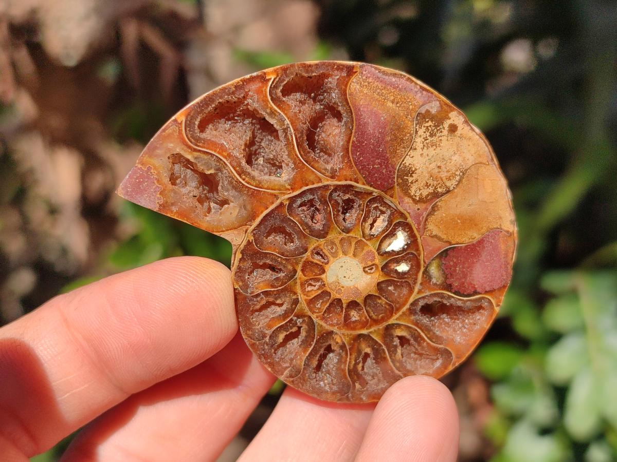 Polished and Natural Cleoniceras Ammonite Fossil Pairs x 18 pairs From Tulear, Madagascar