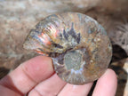 Polished and Natural Cleoniceras Ammonite Fossil Pairs x 18 pairs From Tulear, Madagascar