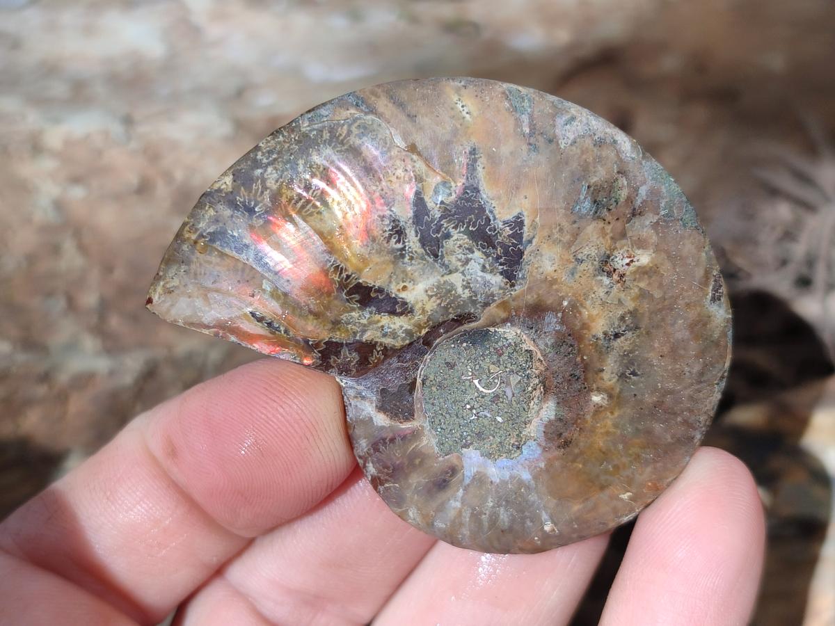 Polished and Natural Cleoniceras Ammonite Fossil Pairs x 18 pairs From Tulear, Madagascar