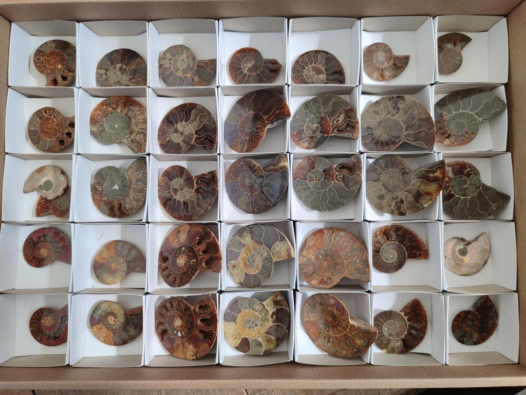 Polished and Natural Cleoniceras Ammonite Fossil Pairs x 18 pairs From Tulear, Madagascar