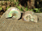 Polished and Natural Cleoniceras Ammonite Fossil Pairs x 18 pairs From Tulear, Madagascar