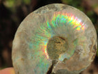 Polished and Natural Cleoniceras Ammonite Fossil Pairs x 18 pairs From Tulear, Madagascar