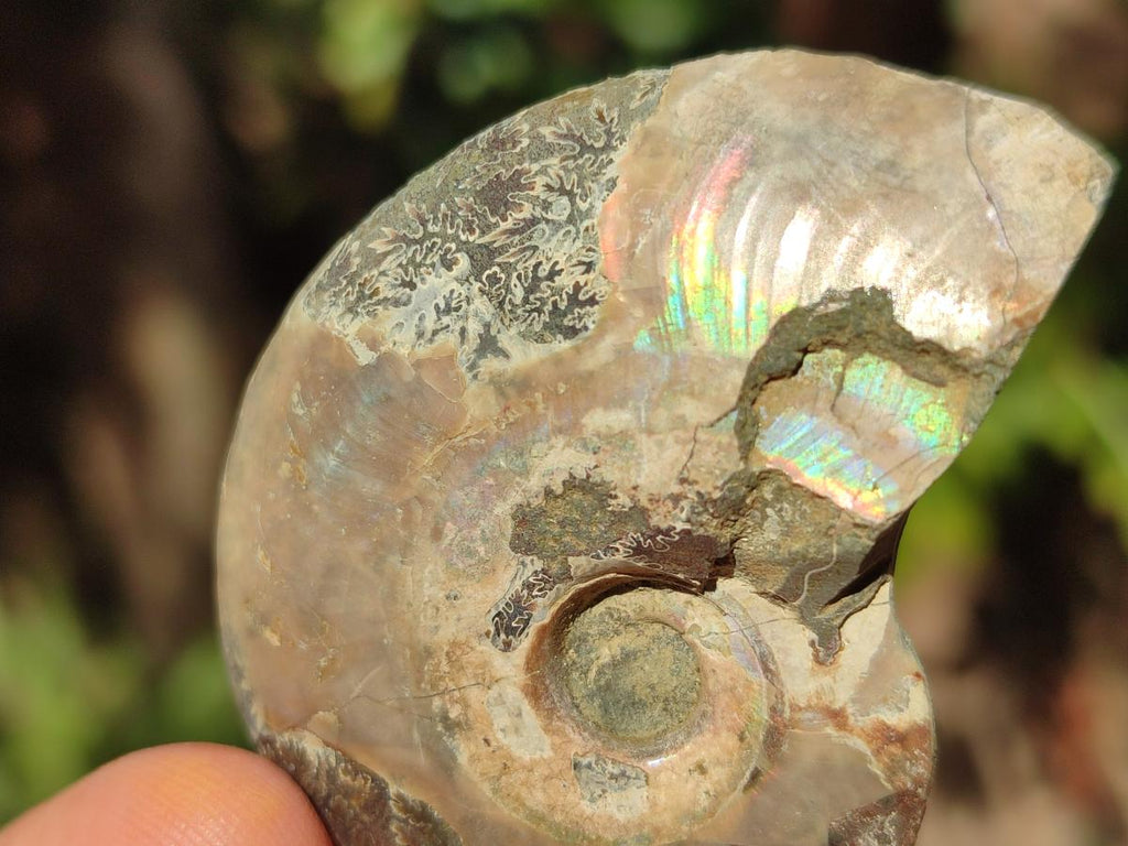 Polished and Natural Cleoniceras Ammonite Fossil Pairs x 18 pairs From Tulear, Madagascar