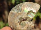 Polished and Natural Cleoniceras Ammonite Fossil Pairs x 18 pairs From Tulear, Madagascar