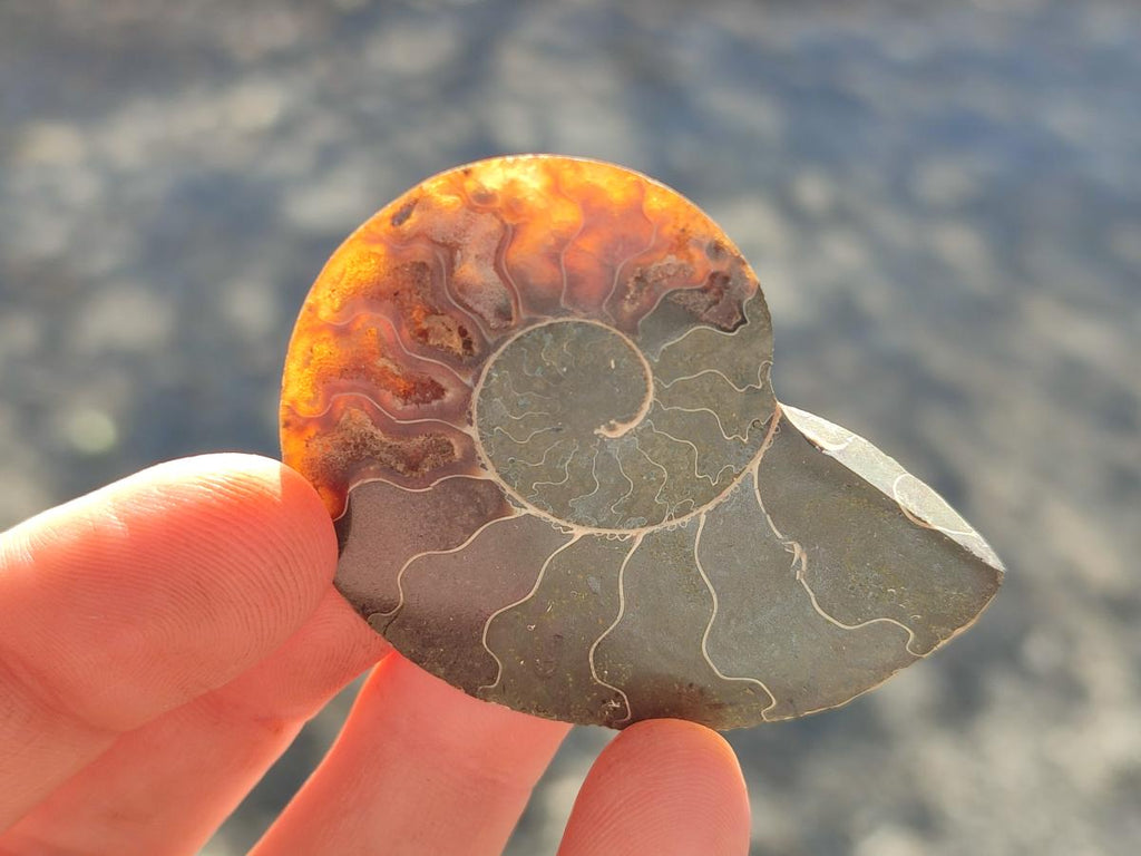 Polished and Natural Cleoniceras Ammonite Fossil Pairs x 18 pairs From Tulear, Madagascar