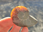 Polished and Natural Cleoniceras Ammonite Fossil Pairs x 18 pairs From Tulear, Madagascar