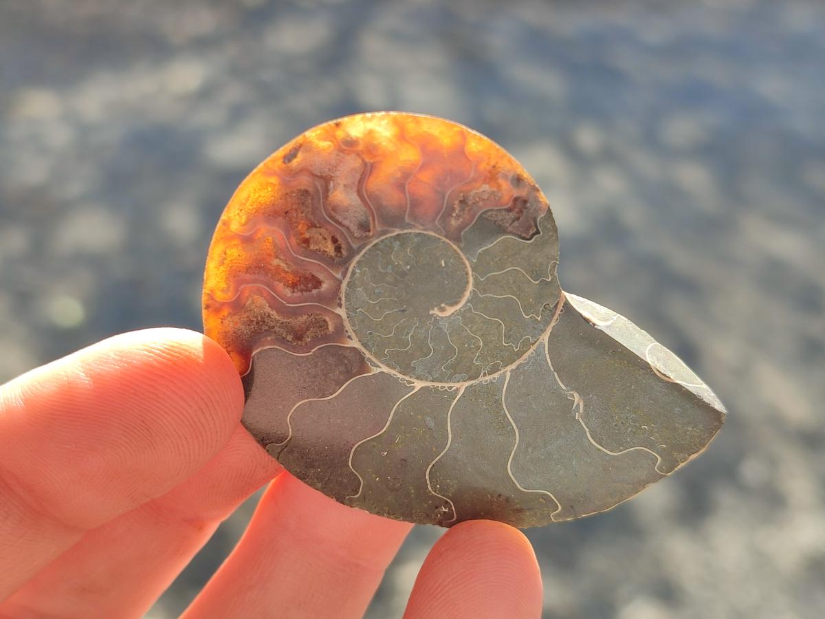 Polished and Natural Cleoniceras Ammonite Fossil Pairs x 18 pairs From Tulear, Madagascar