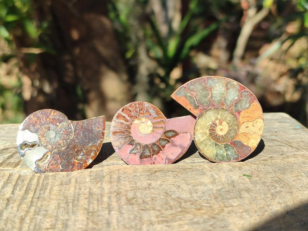 Polished and Natural Cleoniceras Ammonite Fossil Pairs x 18 pairs From Tulear, Madagascar