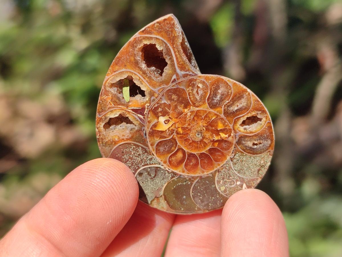 Polished and Natural Cleoniceras Ammonite Fossil Pairs x 18 pairs From Tulear, Madagascar