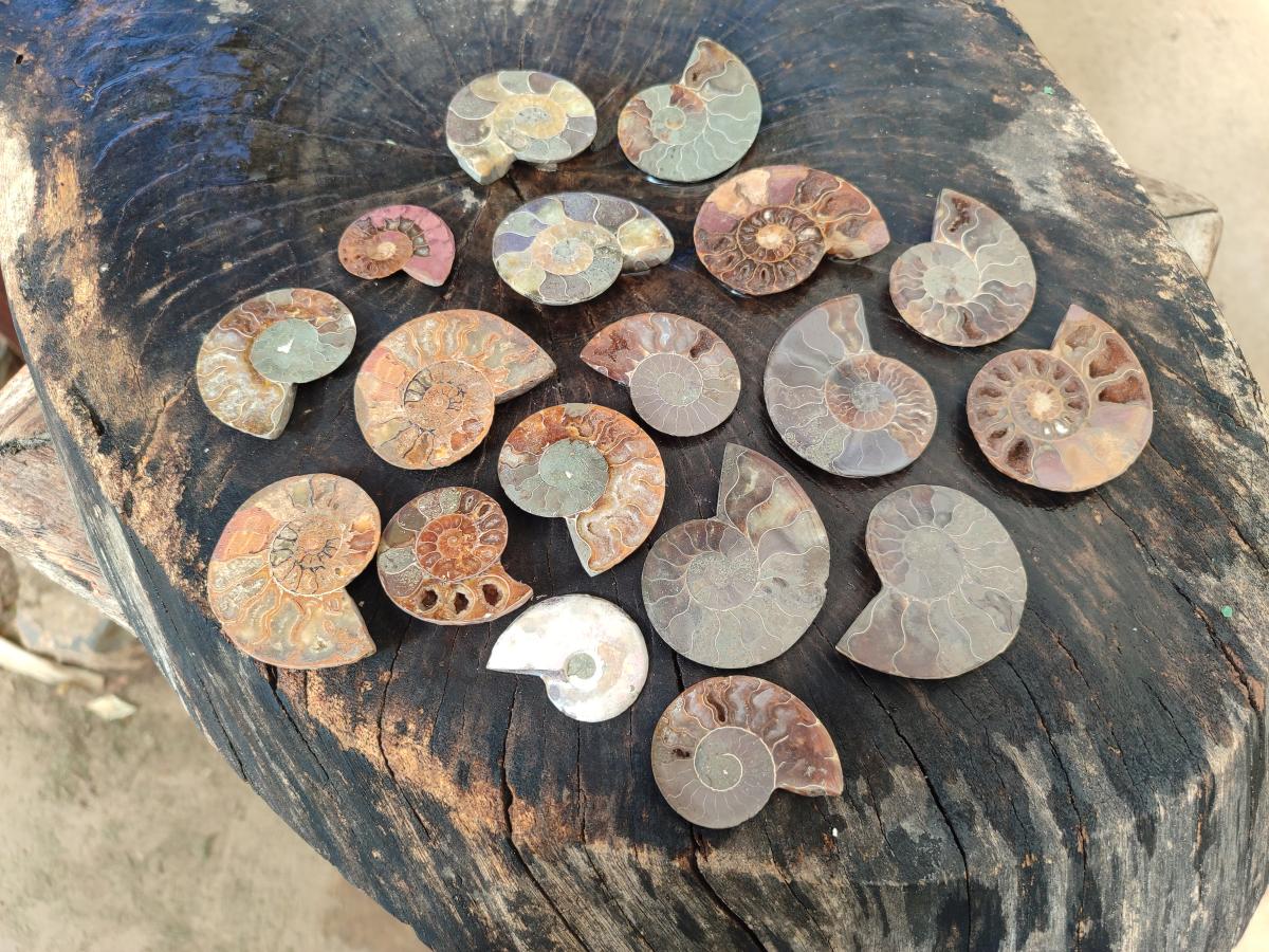 Polished and Natural Cleoniceras Ammonite Fossil Pairs x 18 pairs From Tulear, Madagascar