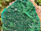 Natural Large Dioptase on Dolomite Specimen x 1 From Mashamba East Mine, Congo