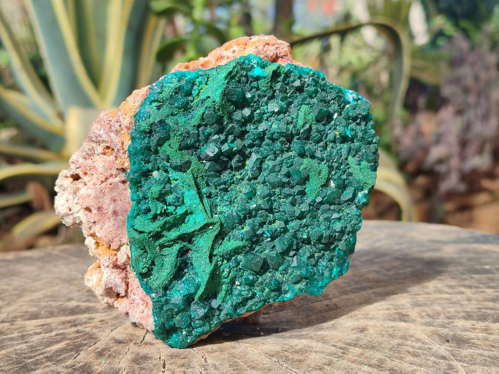Natural Large Dioptase on Dolomite Specimen x 1 From Mashamba East Mine, Congo