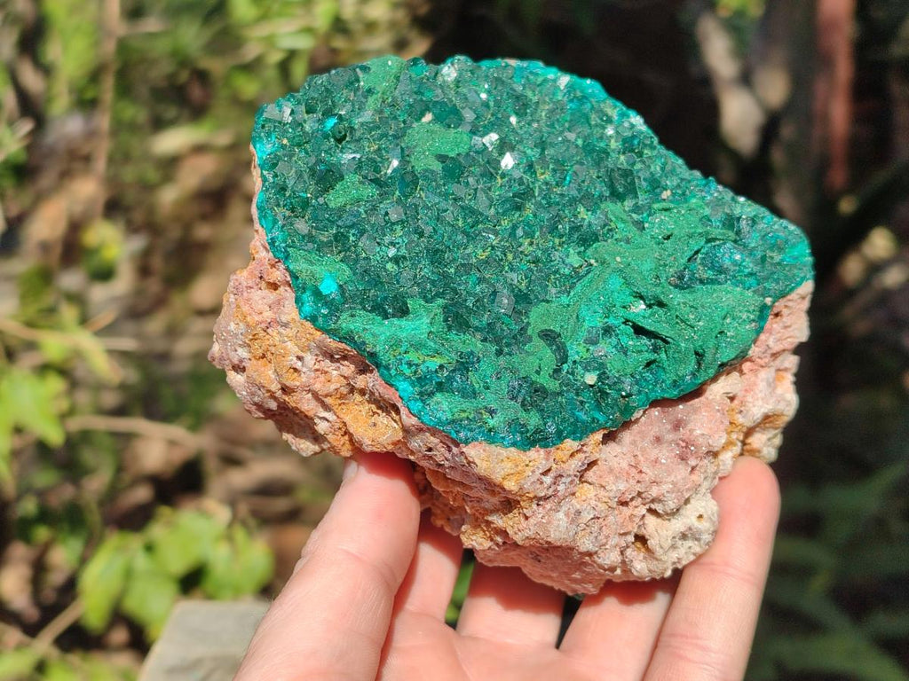 Natural Large Dioptase on Dolomite Specimen x 1 From Mashamba East Mine, Congo