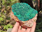 Natural Large Dioptase on Dolomite Specimen x 1 From Mashamba East Mine, Congo