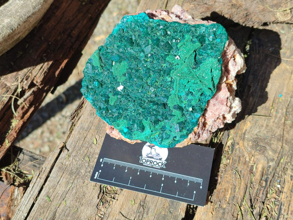 Natural Large Dioptase on Dolomite Specimen x 1 From Mashamba East Mine, Congo