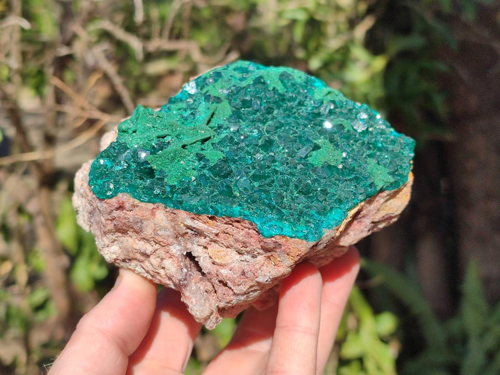 Natural Large Dioptase on Dolomite Specimen x 1 From Mashamba East Mine, Congo