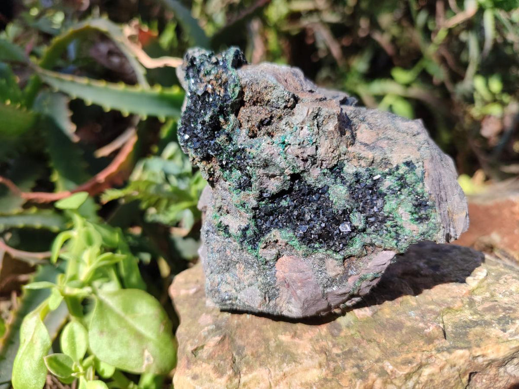 Natural Crystalline Libethenite Specimens on Dolomite Matrix x 6 From Shituru, Congo