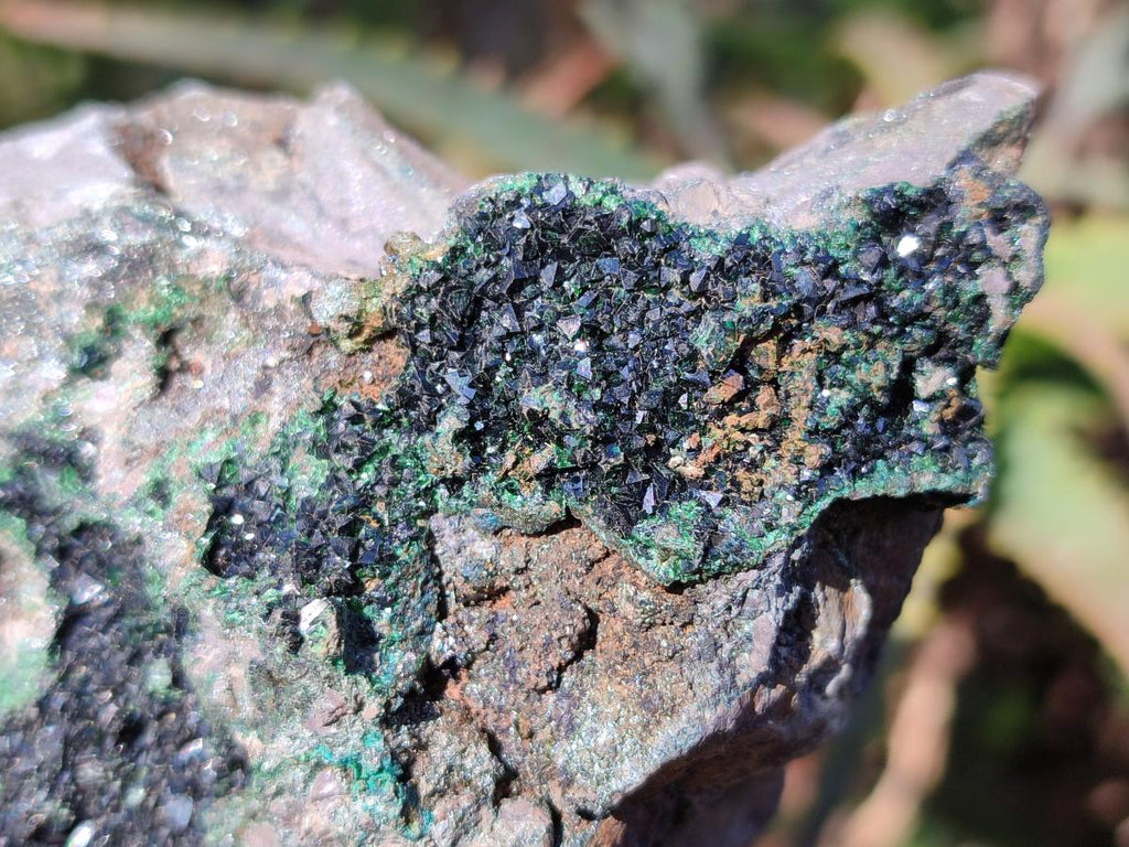 Natural Crystalline Libethenite Specimens on Dolomite Matrix x 6 From Shituru, Congo