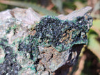 Natural Crystalline Libethenite Specimens on Dolomite Matrix x 6 From Shituru, Congo